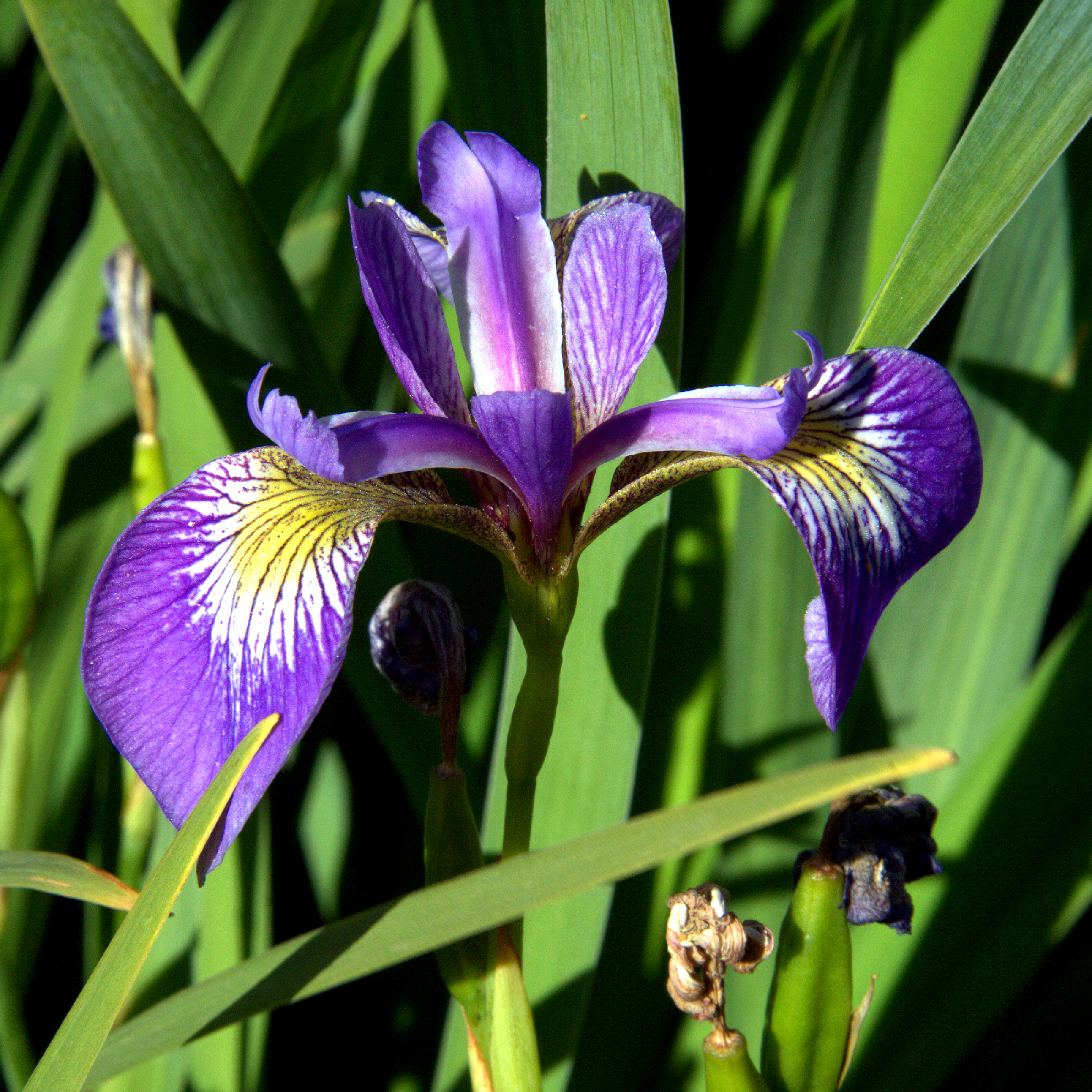 Iris virginica: https://commons.wikimedia.org/wiki/File:IMG_7911-Iris_virginica.jpg. Credit: Christer T Johansson.